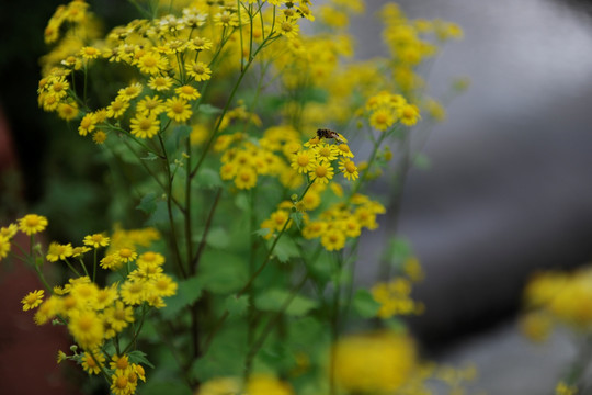 野雏菊