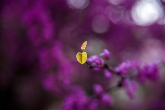 紫荆 嫩叶