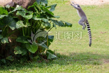 环尾狐猴