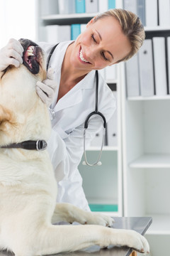 兽医为狗做检查
