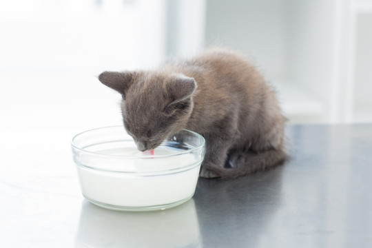 在医院喝牛奶的小猫