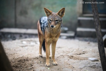 黑背胡狼