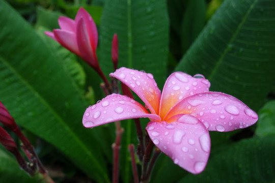 鸡蛋花