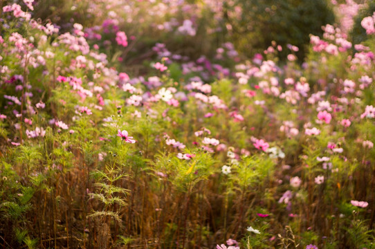 波斯菊