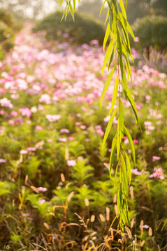 波斯菊