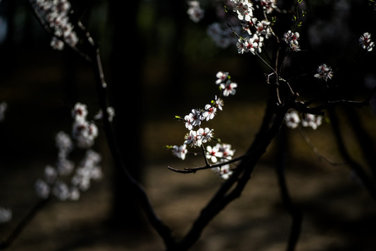 桃花