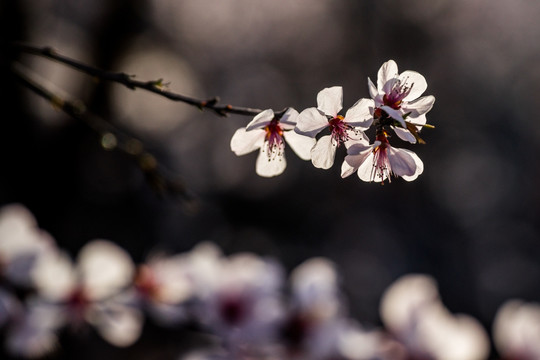 桃花