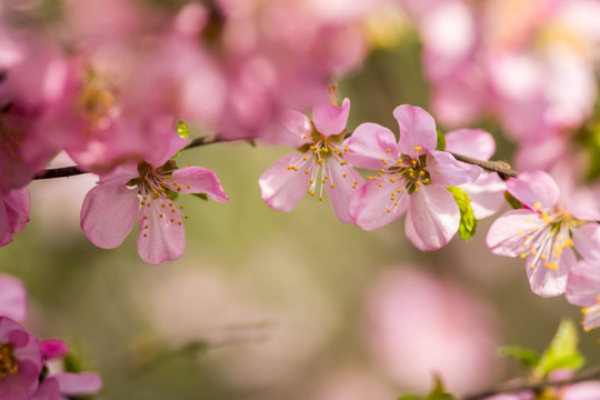 桃花