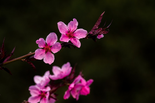 桃花