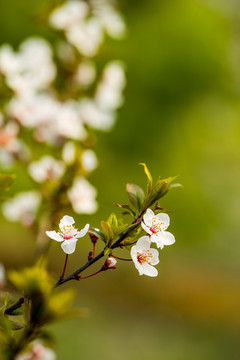 紫叶李花