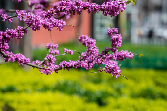 紫荆花