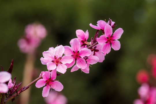 桃花