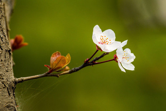 紫叶李