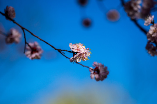 桃花