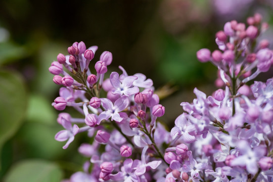 丁香花