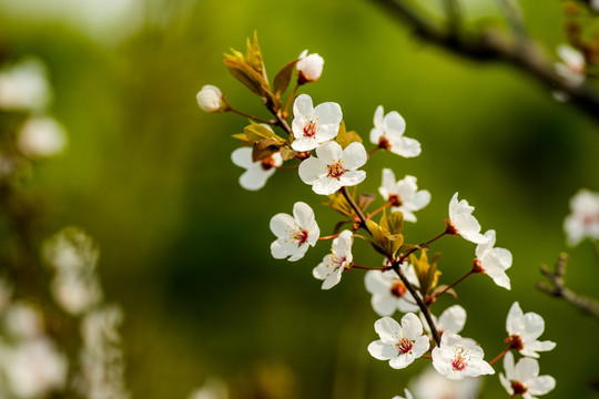 紫叶李