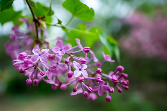 丁香花