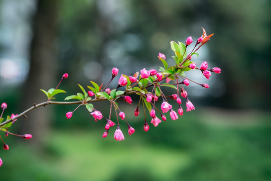 垂丝海棠花