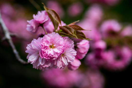 樱花