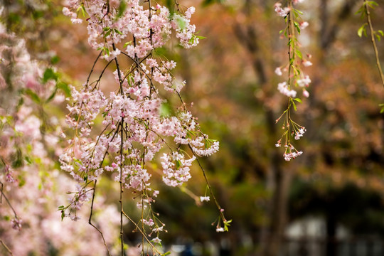 樱花