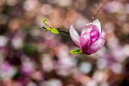 玉兰花