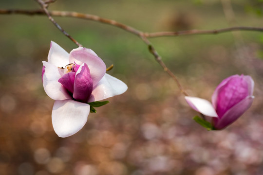 玉兰花