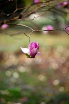 玉兰花