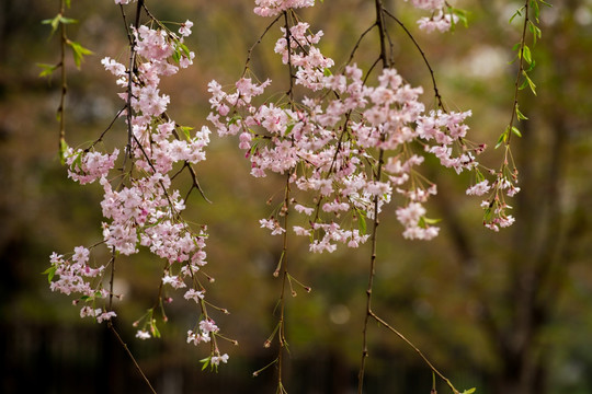 樱花