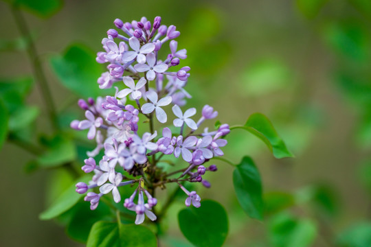 丁香花