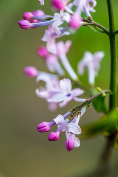 丁香花