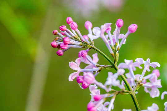 丁香花