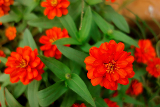 小万寿菊 橙色菊花