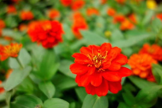 小万寿菊 橙色菊花