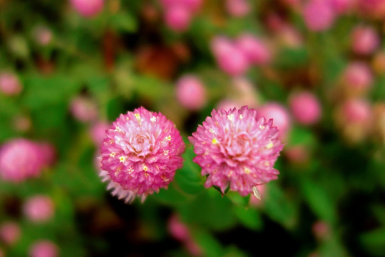 千日红 粉色千日红 红色花