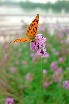 黄钩蛱蝶和粉色野花