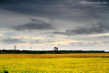 水稻田 稻子 稻田 稻穗 水田