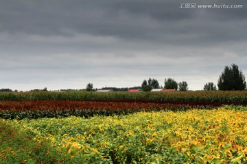 大豆 黄豆 大豆地