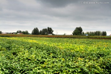 大豆 黄豆