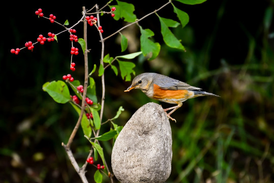 花鸟图站在石头上吃红果的灰背鸫