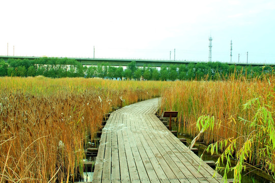 田野