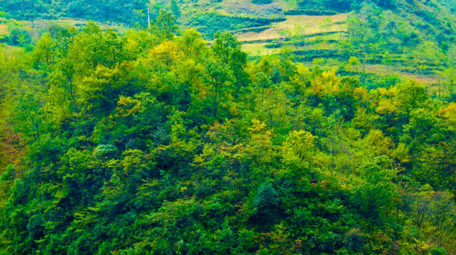 山地 树林