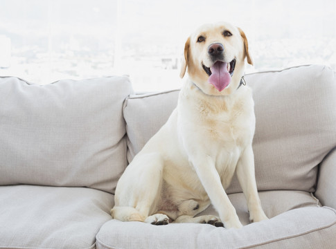 黄色拉布拉多犬在沙发上