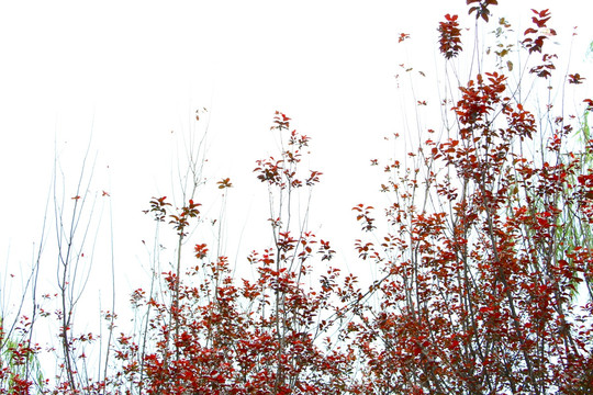 紅枝