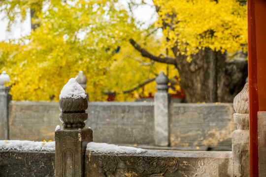 大觉寺银杏