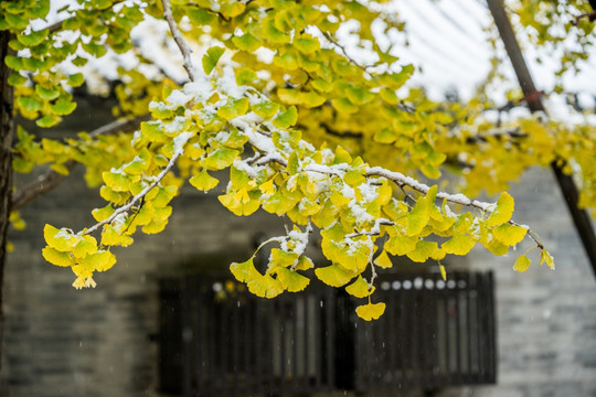 大觉寺银杏