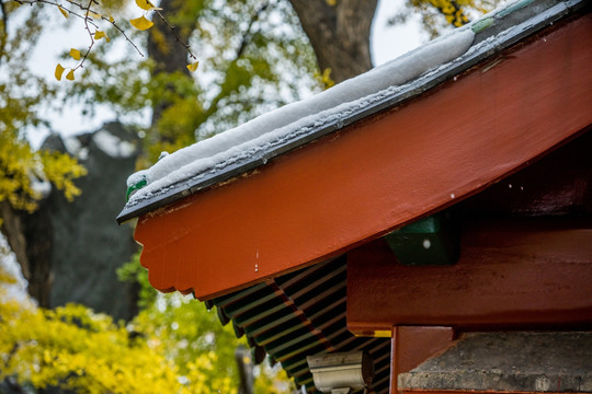 大觉寺银杏