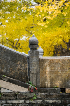 大觉寺银杏