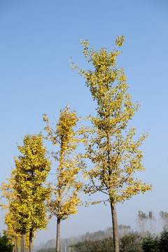 银杏树