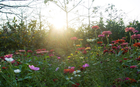 格桑花