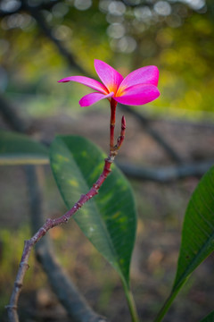 红色鸡蛋花